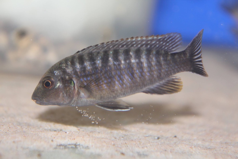 Labidochromis vellicans 'Gome'